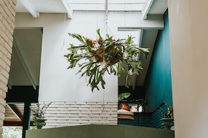 Una planta colgante con luminarias en un espacio interior moderno con paredes de ladrillo blanco y una pared de acento color turquesa.
