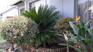 A garden with various plants and a wooden fence. - Carnival View Guest house (Boksburg)