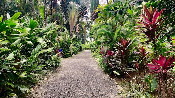A gravel pathway flanked by lush tropical vegetation. - Tasty Dayz Hostel (Cahuita)