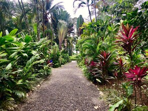 A gravel pathway flanked by lush tropical vegetation. - Tasty Dayz Hostel (Cahuita)