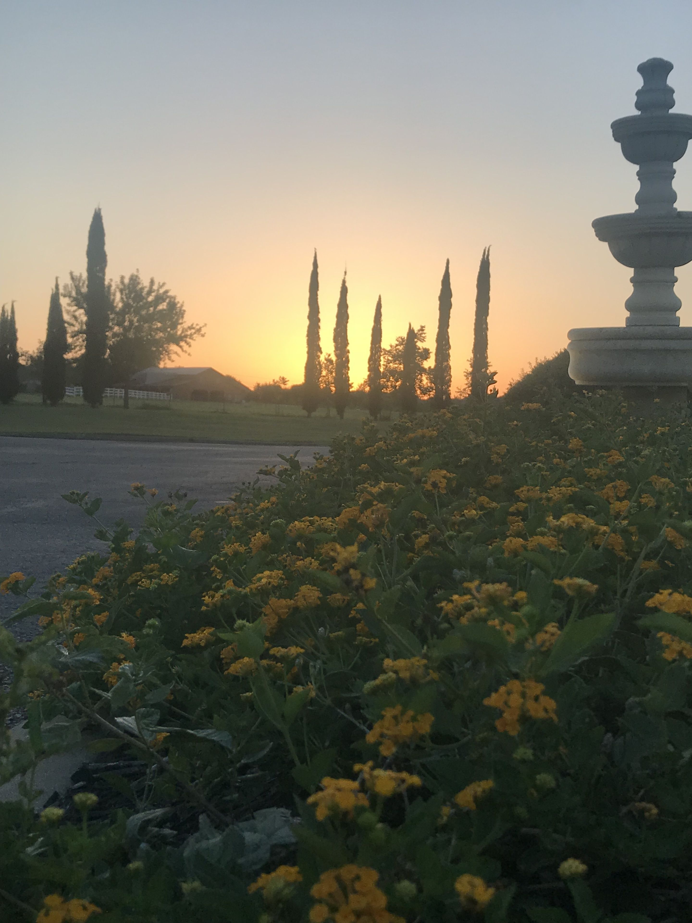 A garden with yellow flowers, tall trees, and a stone fountain.
