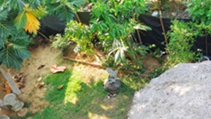 Un jardín con mantillo, una piedra pequeña y diversas plantas.