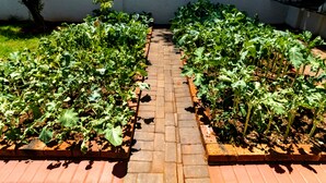 A garden with raised beds and a brick pathway.