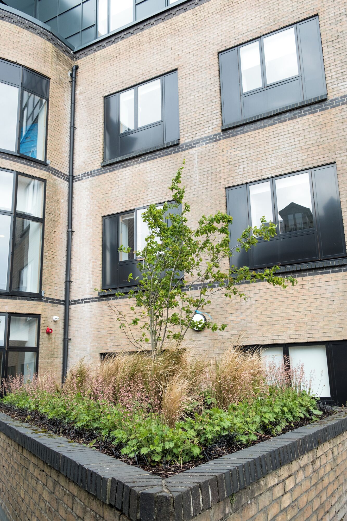 A multi-story building with a brick facade, large windows, and a small tree in a landscaped area.