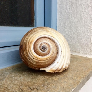 A seashell on a stone ledge near a window. - Mare Monte (Naxos)