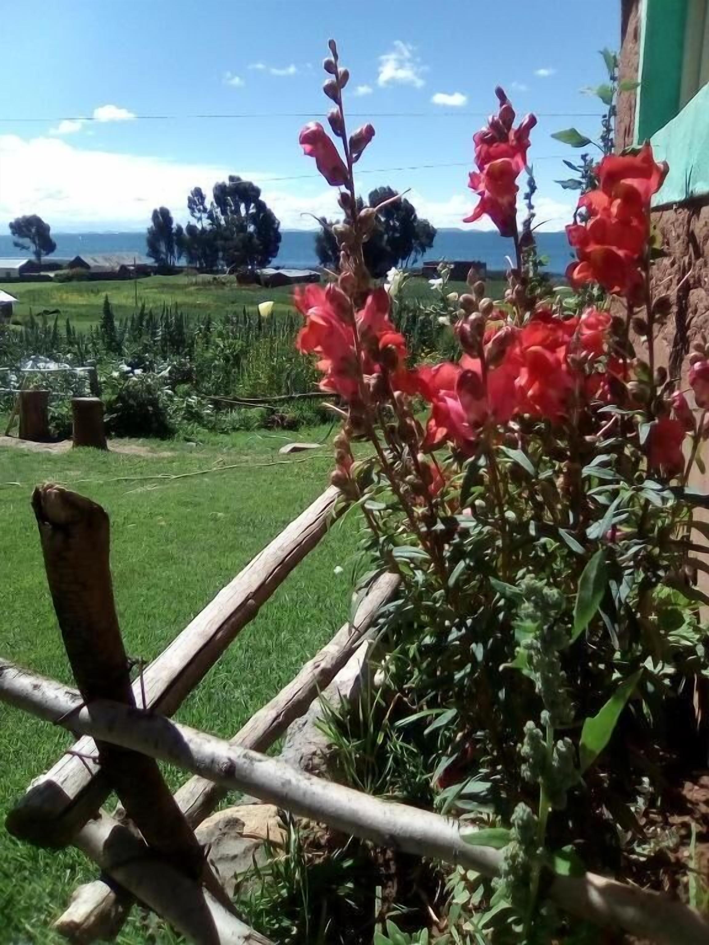 Un jardin avec une clôture en bois, une variété de plantes et un ciel dégagé.