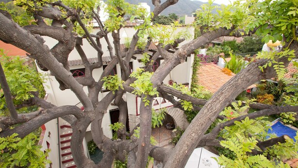 Un patio con un árbol grande, un edificio blanco con detalles rojos y un tejado de baldosas.