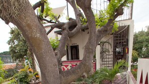 Un sendero estrecho y empedrado que lleva a un edificio, con un árbol en primer plano.