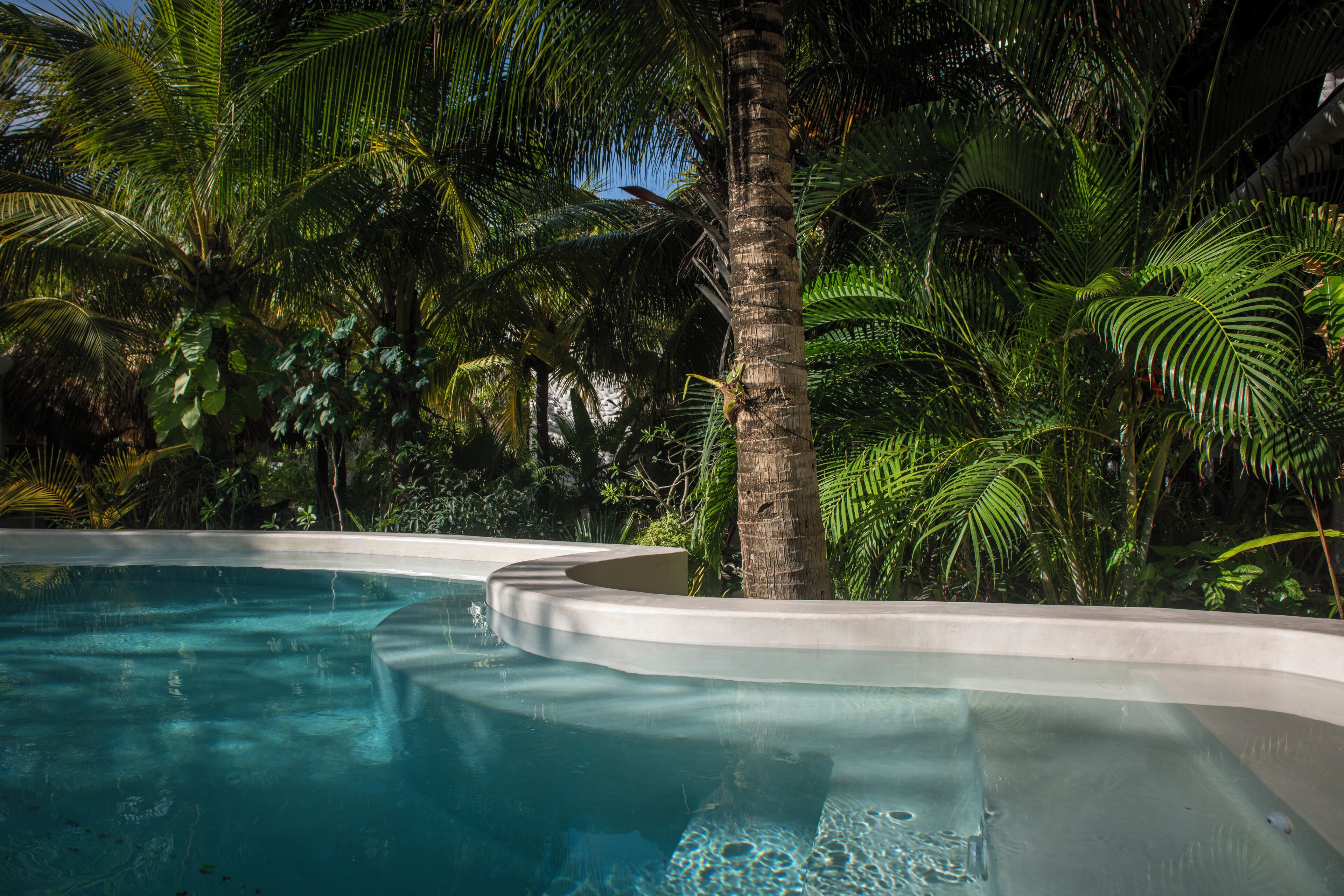 A swimming pool surrounded by lush tropical vegetation.