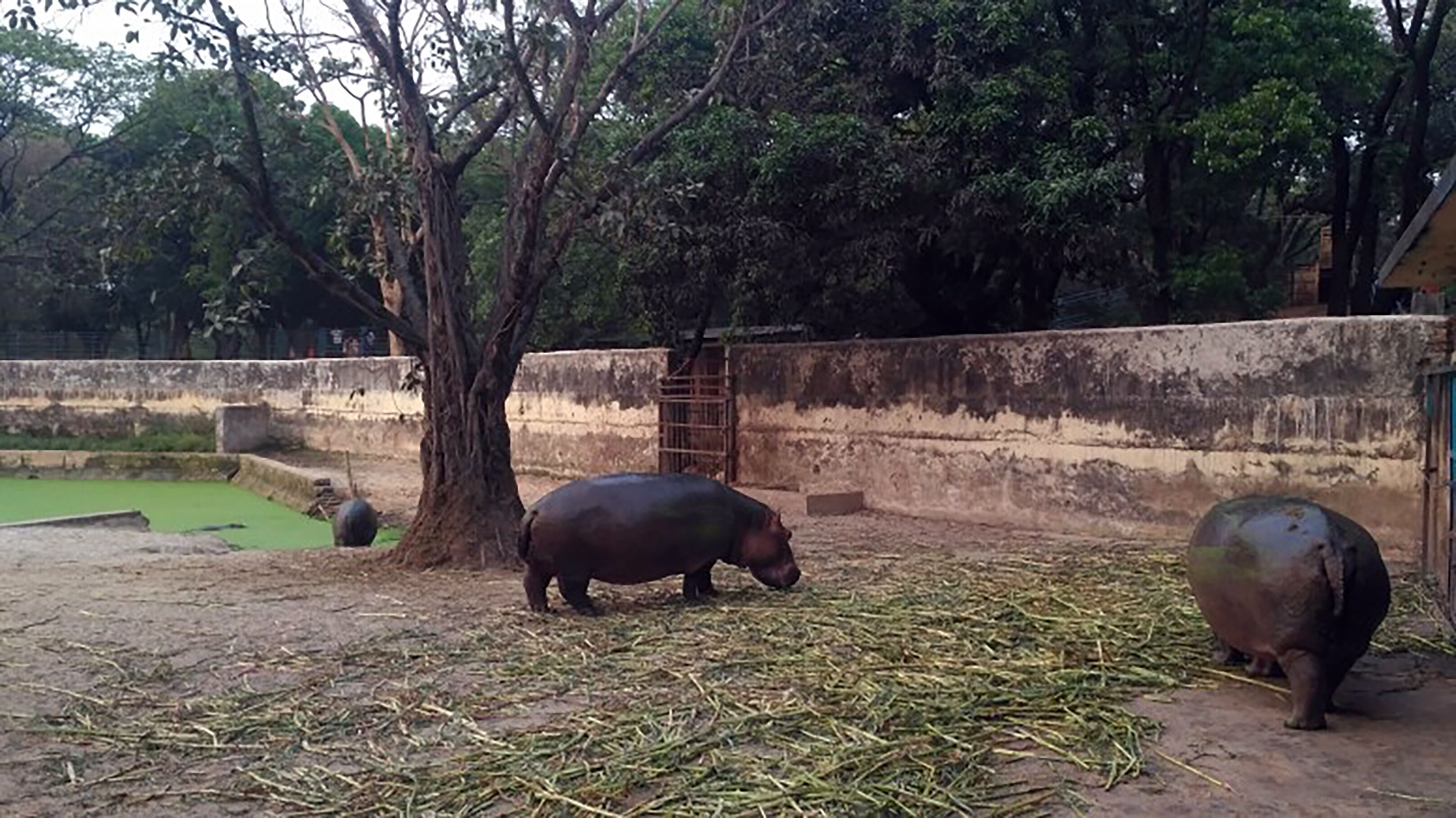 A zoo enclosure with two hippos, a tree, and a concrete wall.