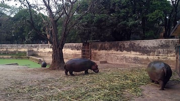 A zoo enclosure with two hippos, a tree, and a concrete wall.