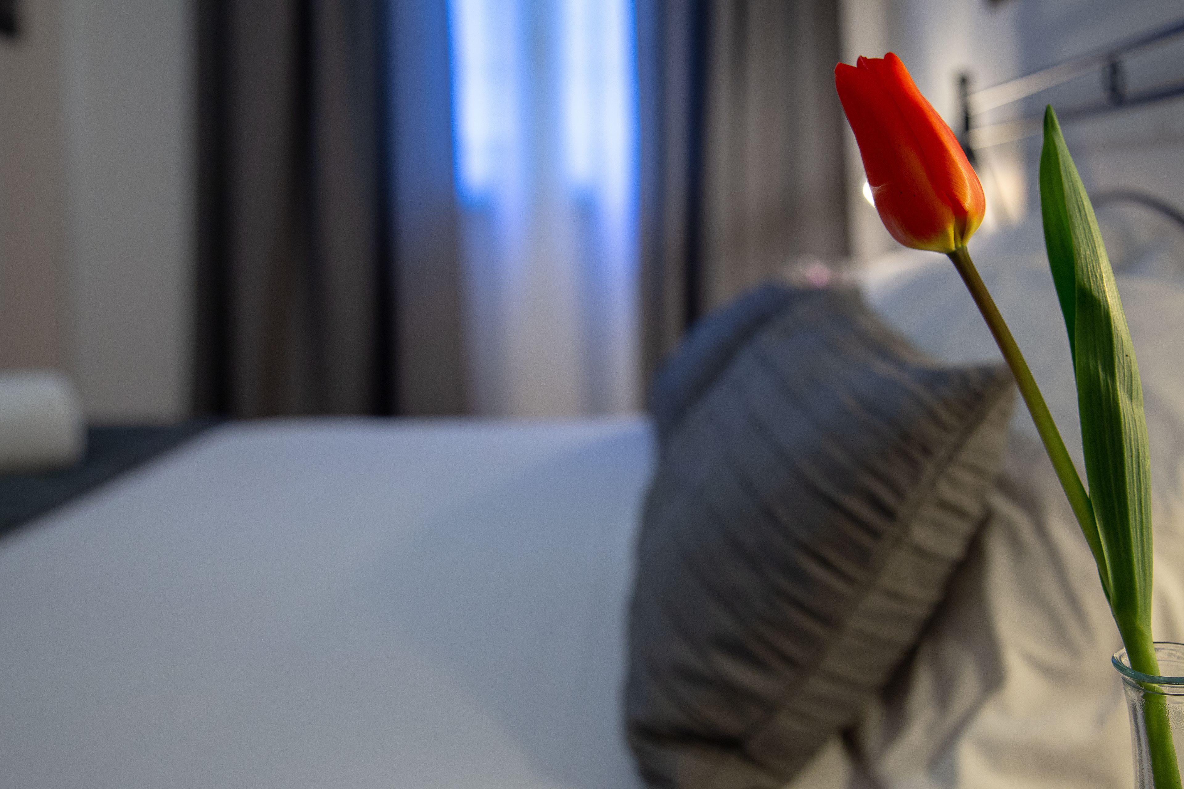 Una sola tulipán roja en un florero de vidrio transparente sobre una cama con un cojín color crema.