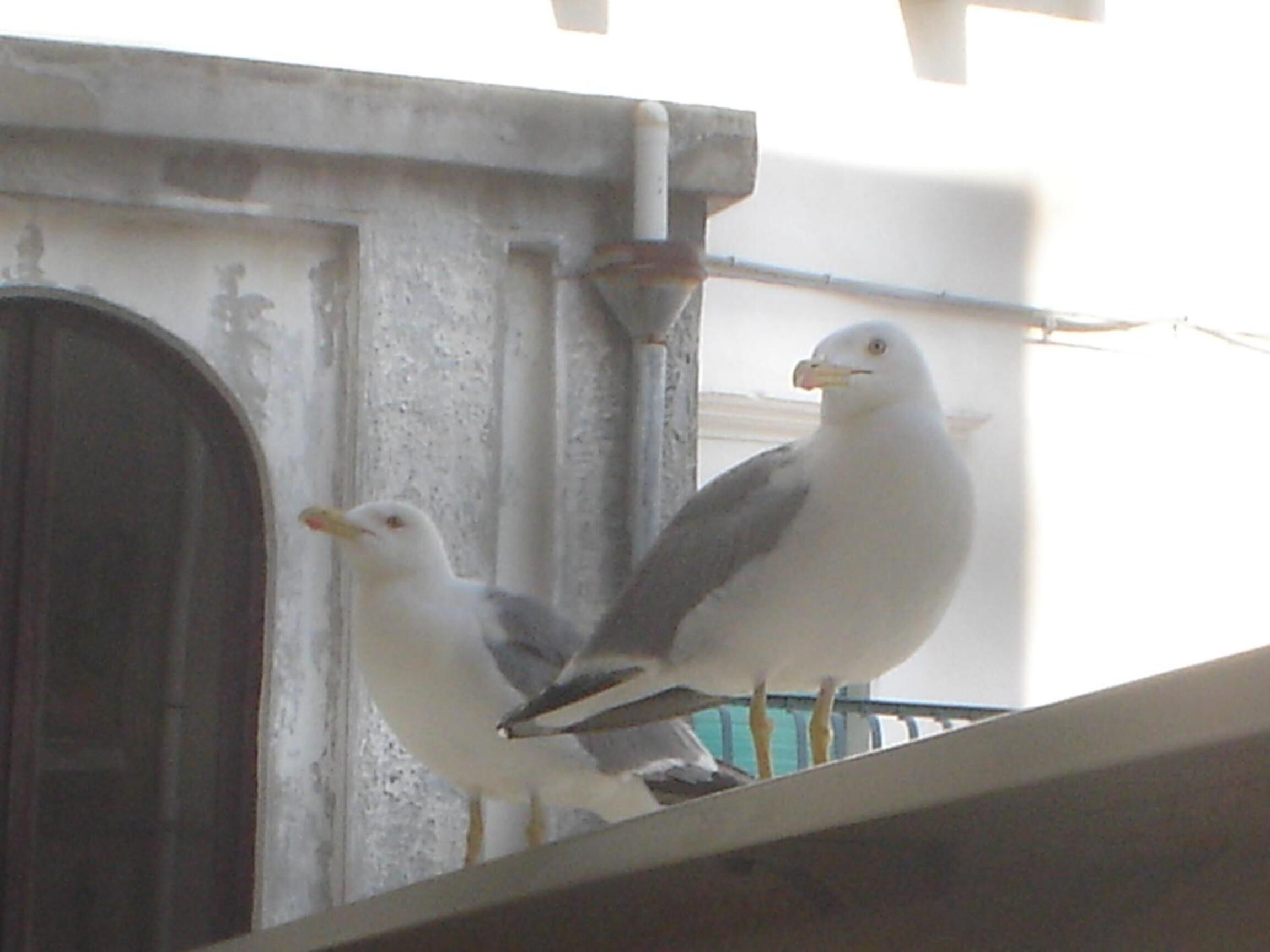 Deux mouettes étaient perchées sur la rambarde d’un balcon.