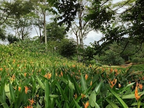 Taman