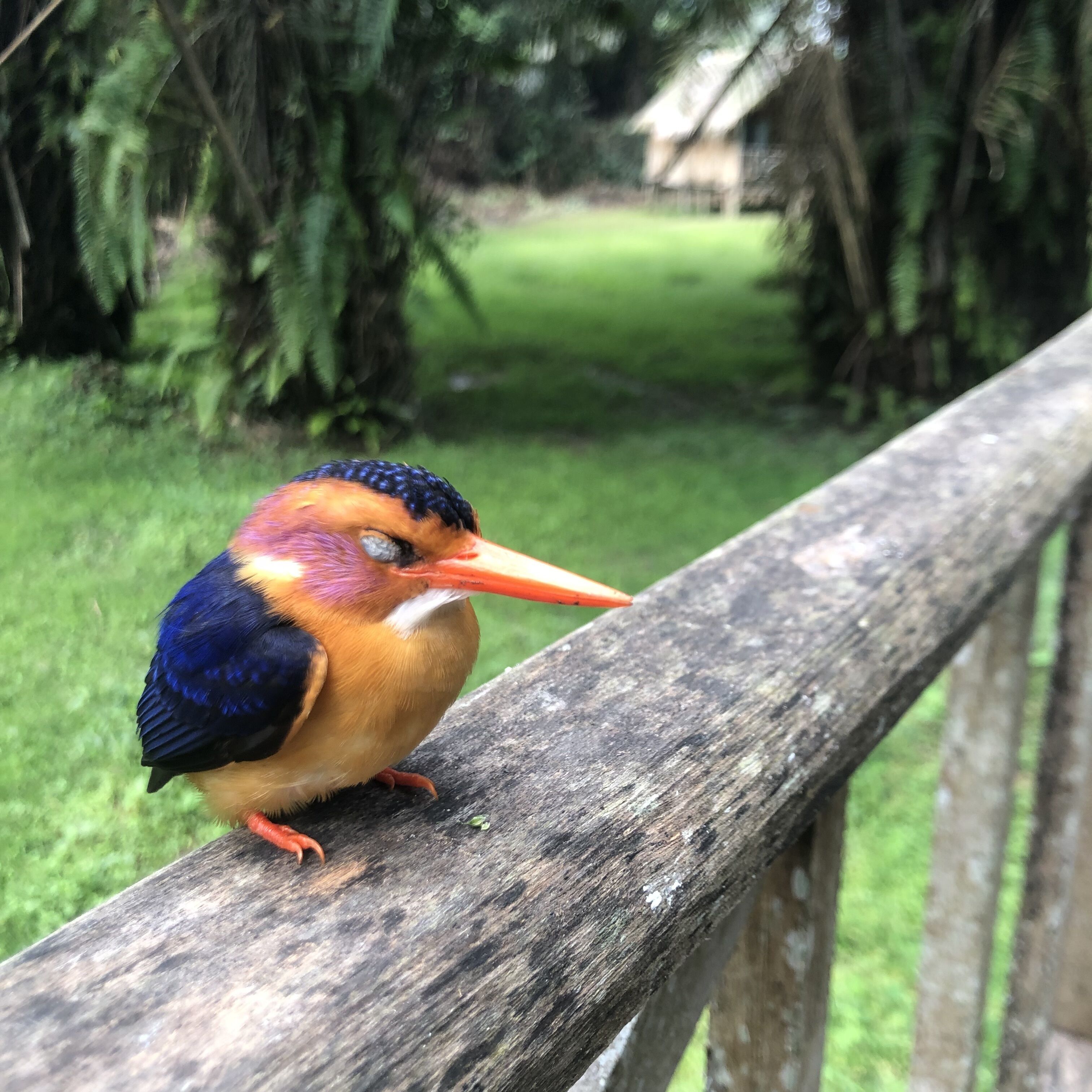 A bird perched on a wooden railing.