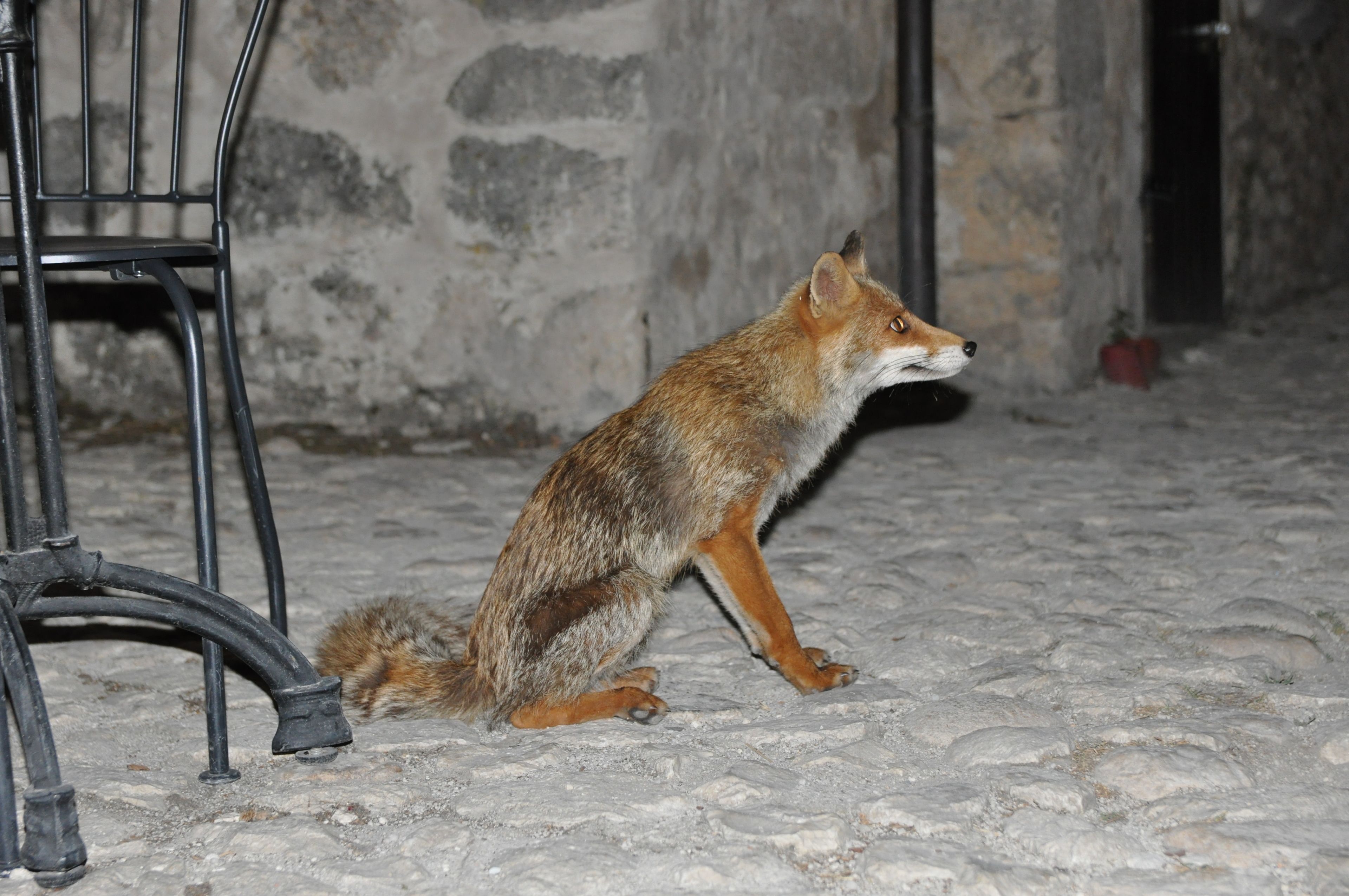 Un zorro en un patio de piedra con una silla de metal y un muro de piedra.