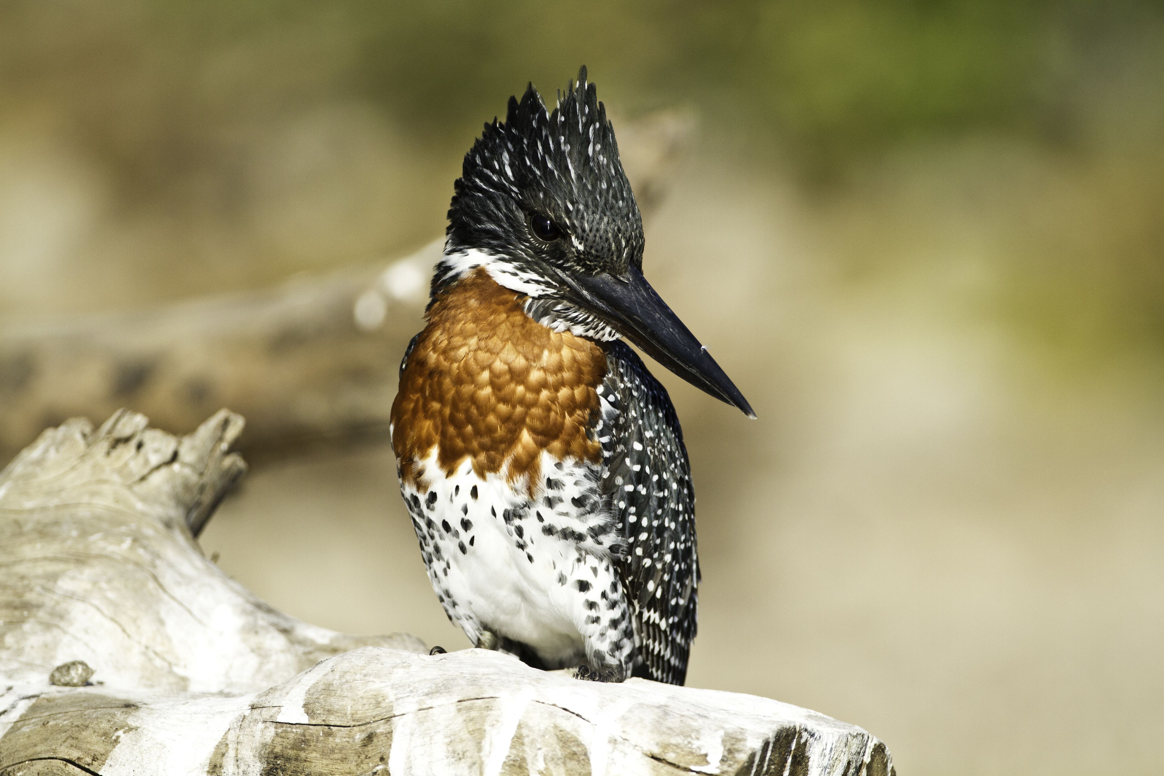 Un pájaro posado en una rama.