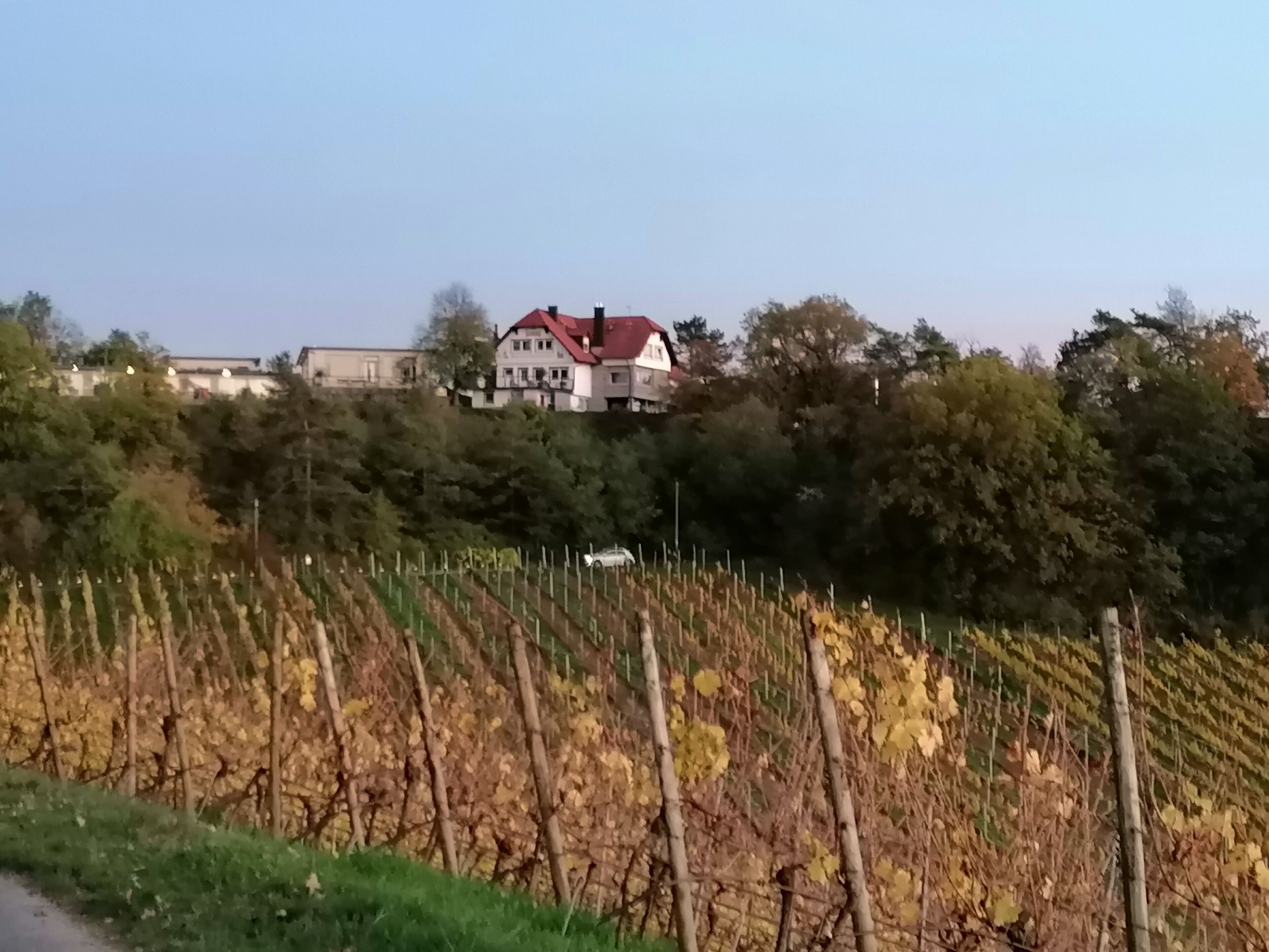 A vineyard with rows of grapevines and a large house with a red roof in the background.