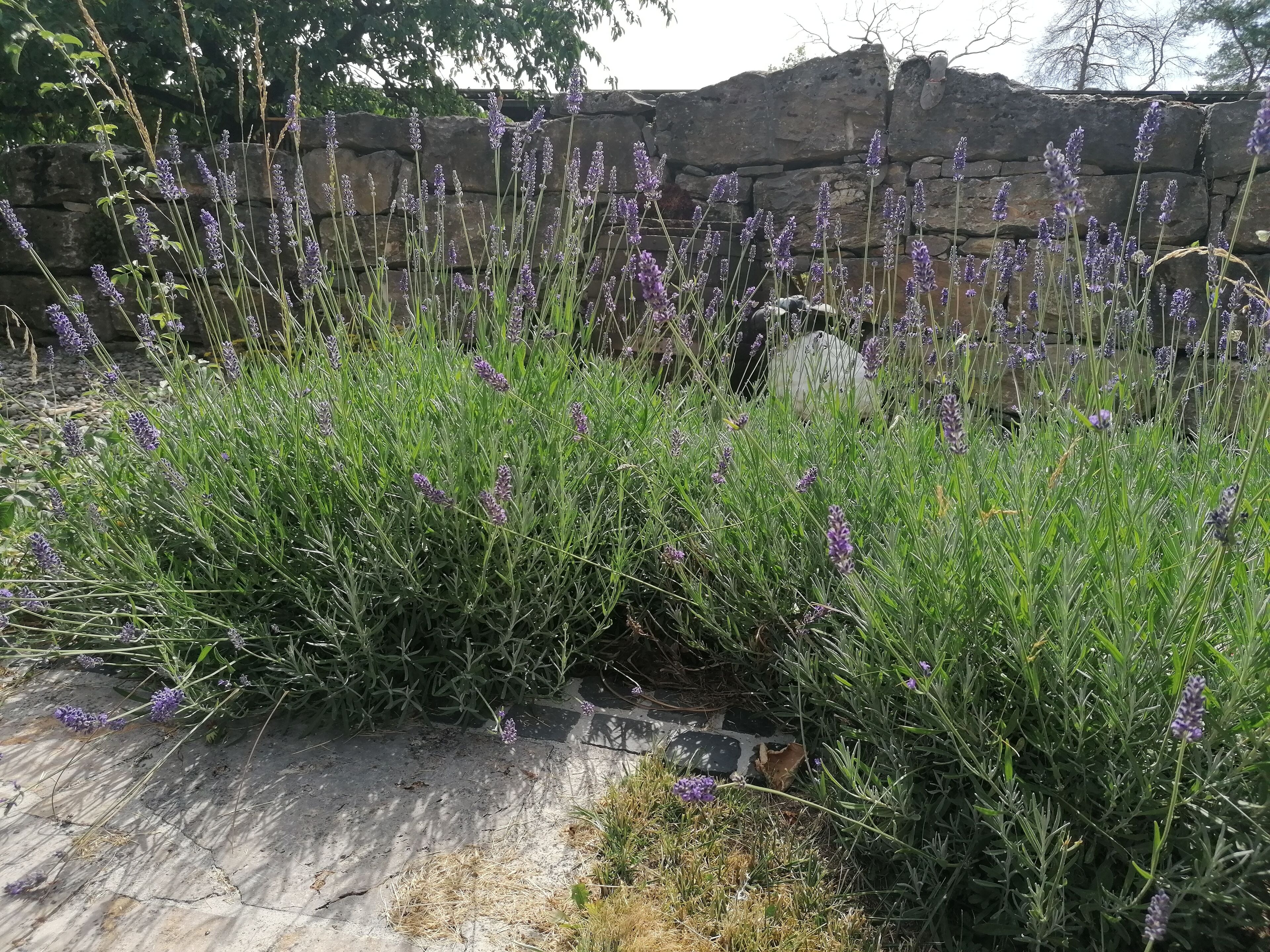 A garden with lavender plants and a stone wall in the background.