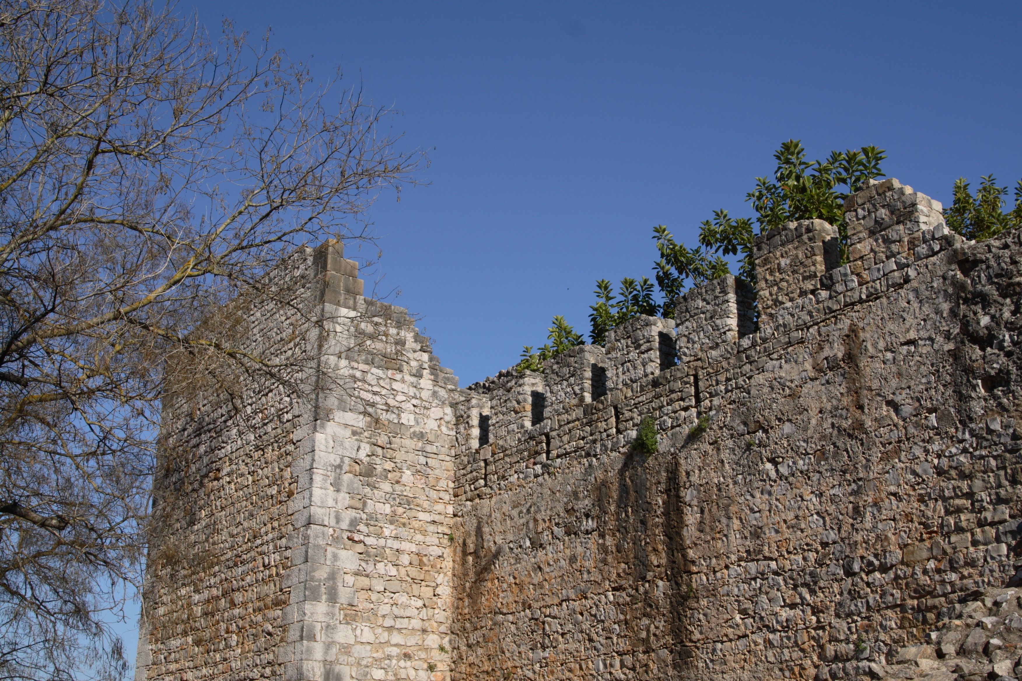 A stone castle wall with battlements and a tree in the foreground.