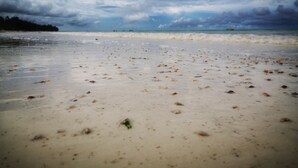 A beach with scattered debris and a cloudy sky. - Nyumbani Residence Apartments (Jambiani)