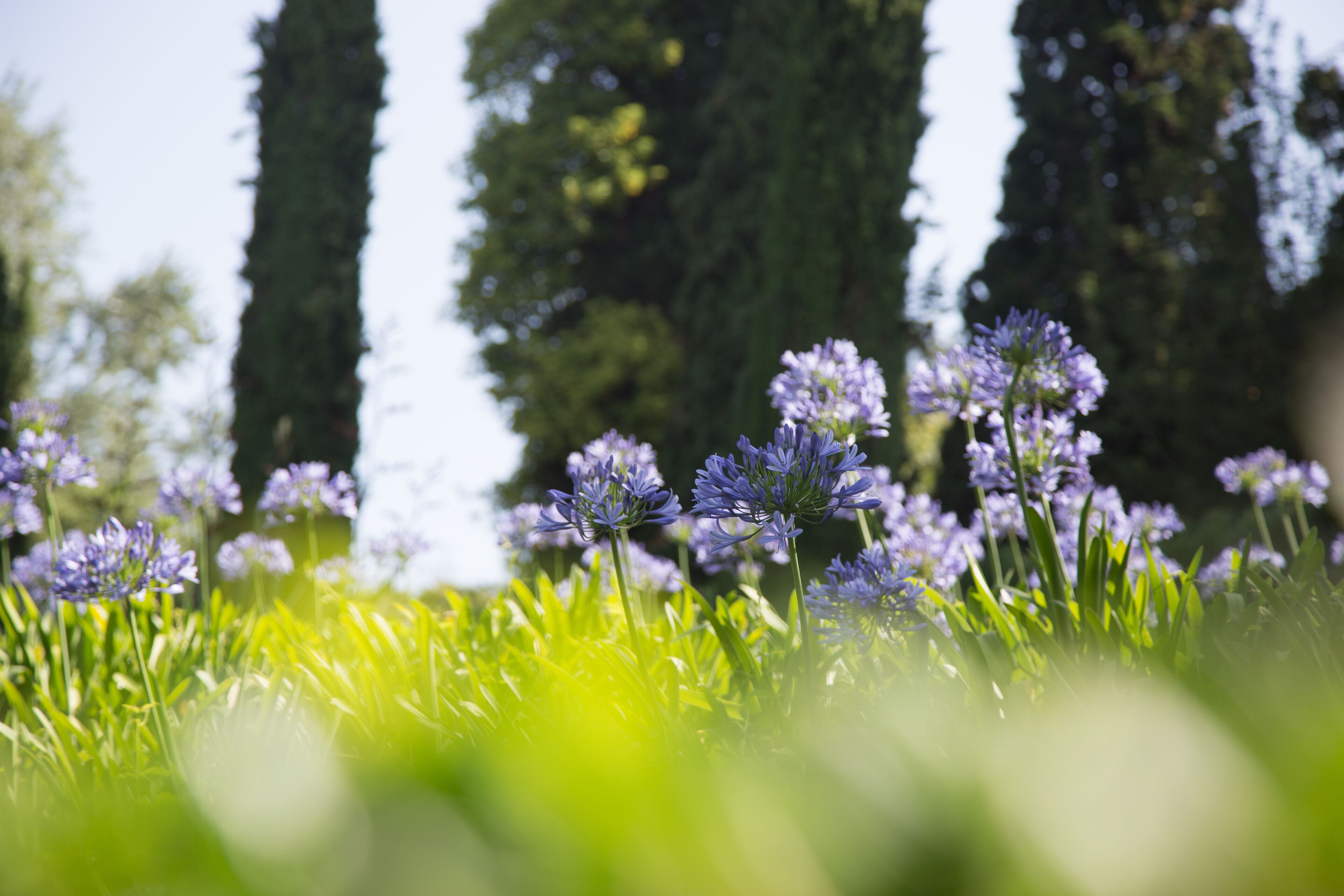 A garden with purple flowers and tall trees.
