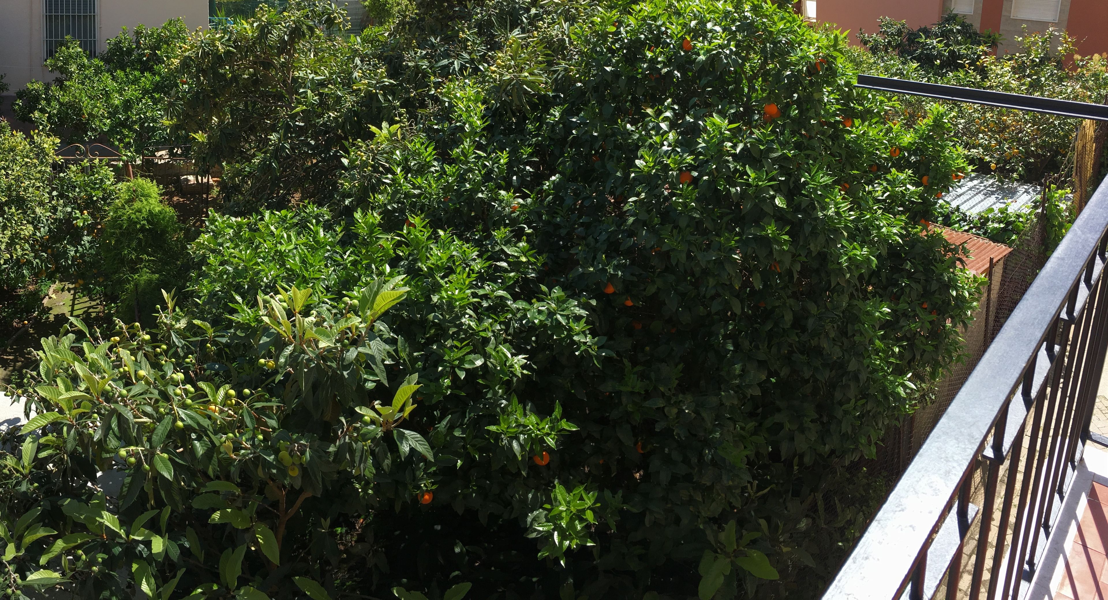 Un rigoglioso giardino con fitta vegetazione e frutti arancioni, probabilmente agrumi, che suggerisce uno spazio esterno curato.