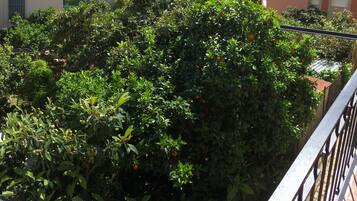 Un rigoglioso giardino con fitta vegetazione e frutti arancioni, probabilmente agrumi, che suggerisce uno spazio esterno curato.