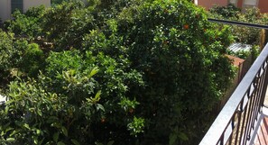 A lush garden with dense foliage and orange fruits, likely citrus, indicating a well-maintained outdoor space. - Casa Vacanze Da Angela (Sciacca)