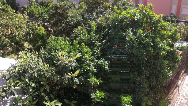 A dense garden with various plants and trees, including some with orange fruits. - Casa Vacanze Da Angela (Sciacca)