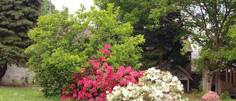 Taman
