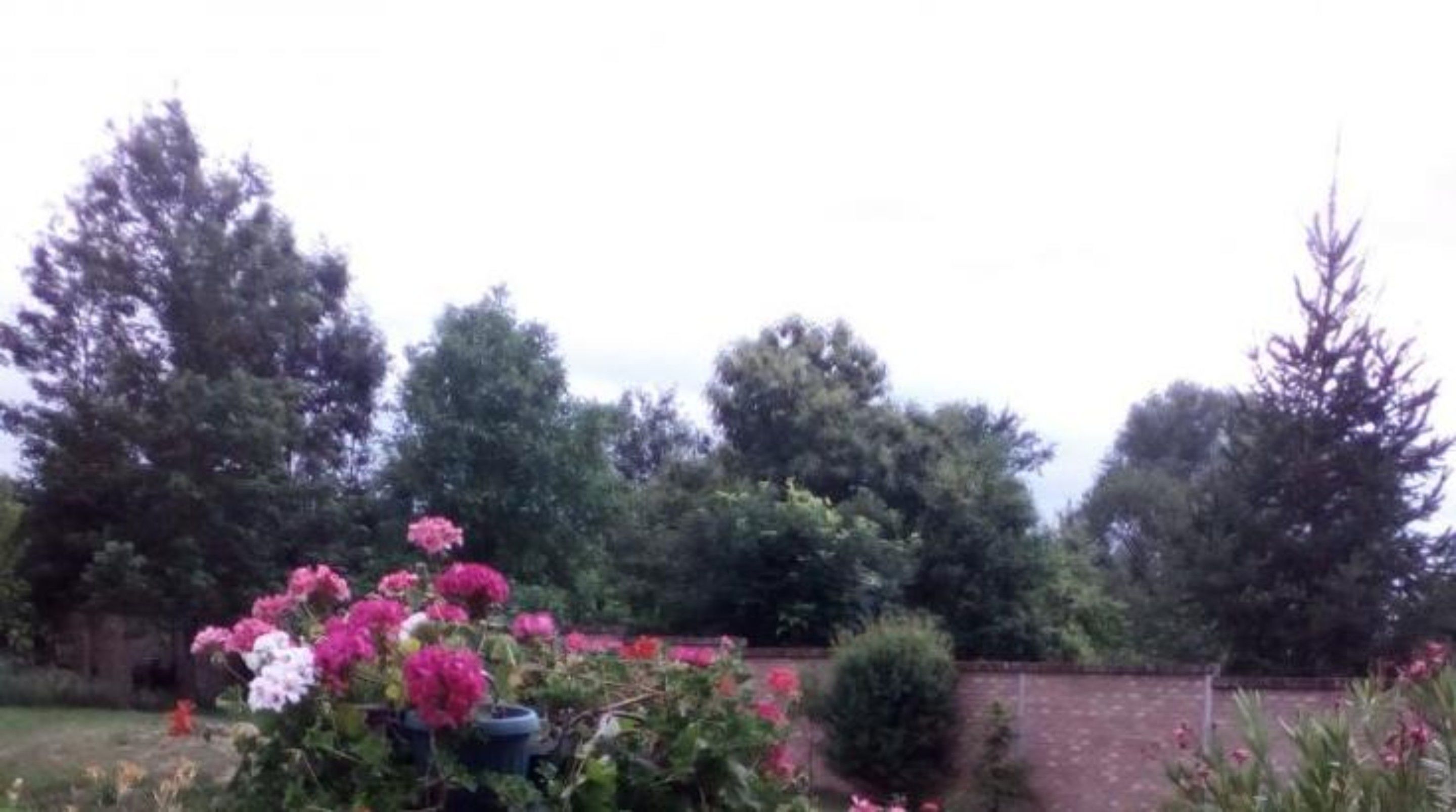 A garden with various plants and trees.