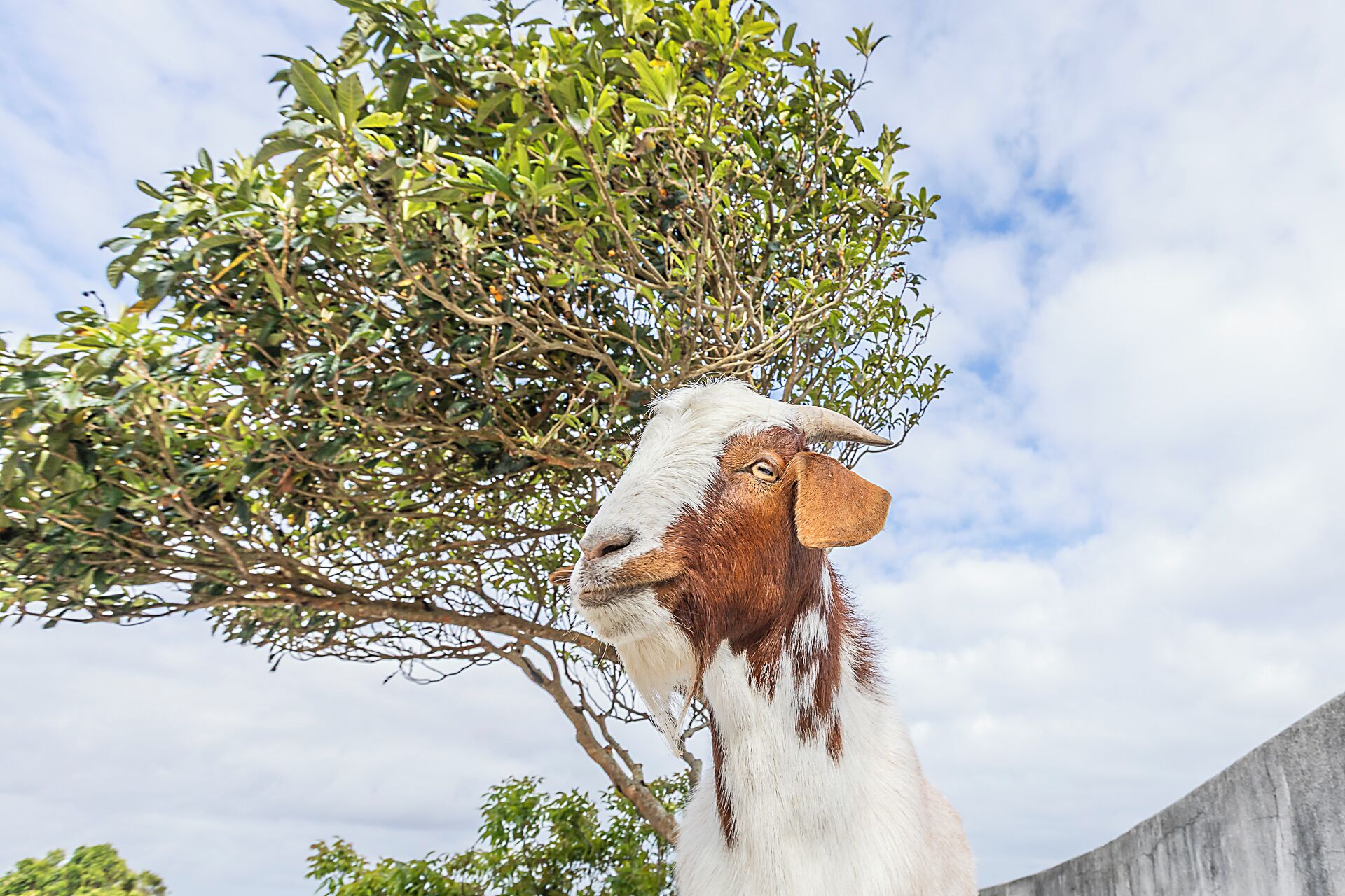 A goat with a white and brown coat, standing in front of a tree with green leaves.