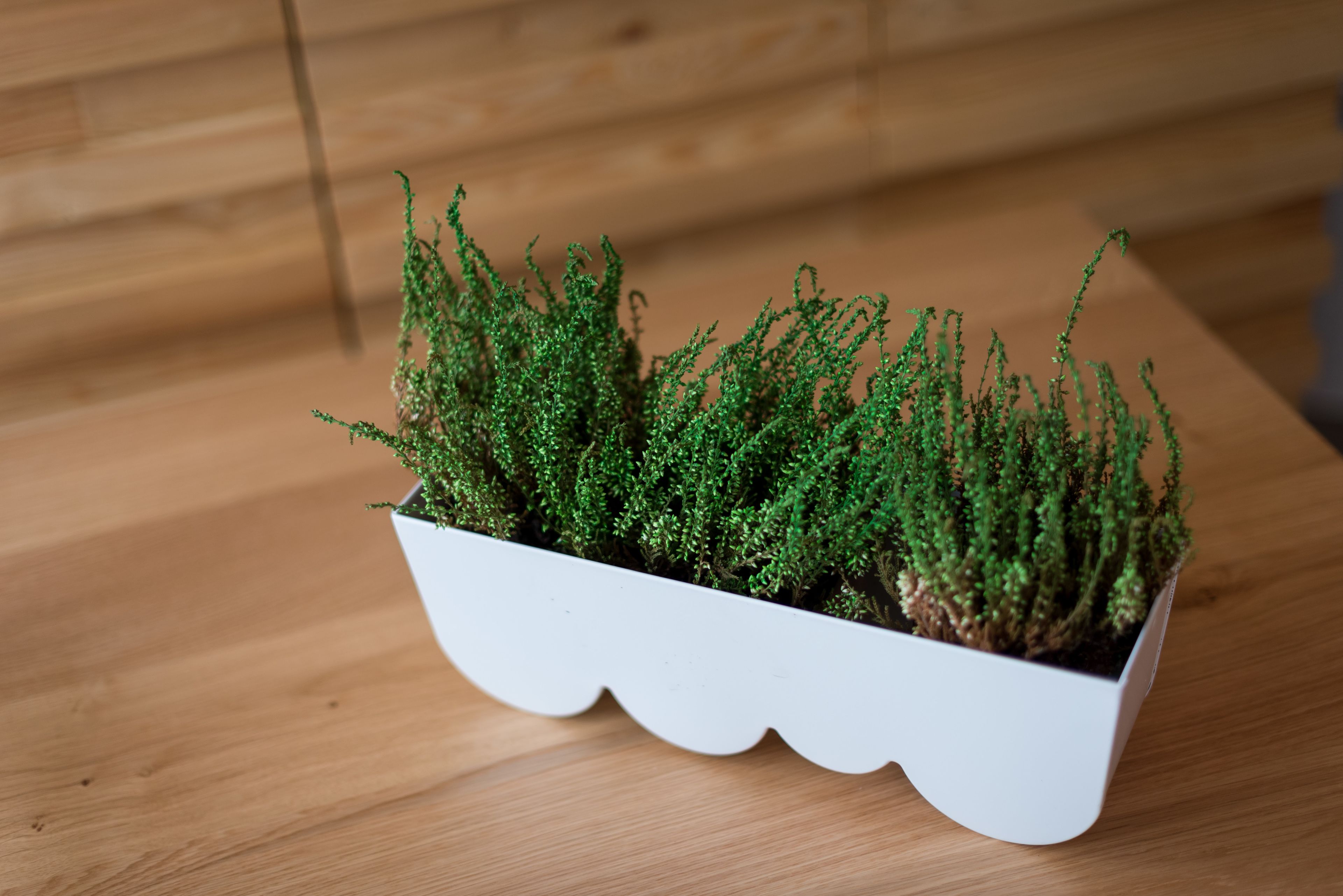 Una maceta blanca con plantas verdes sobre una superficie de madera.