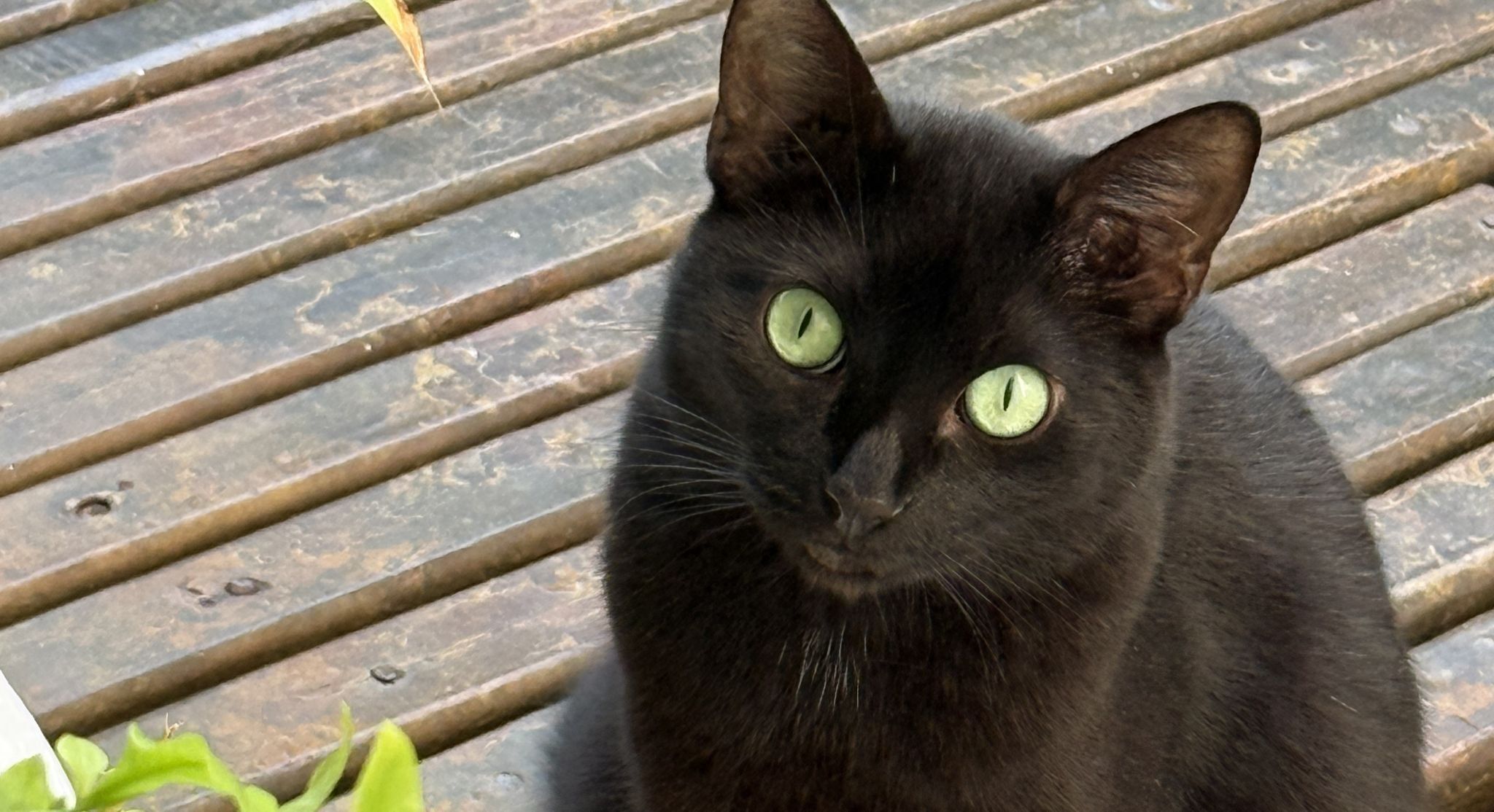 Foto - Pousada Caminho da Praia