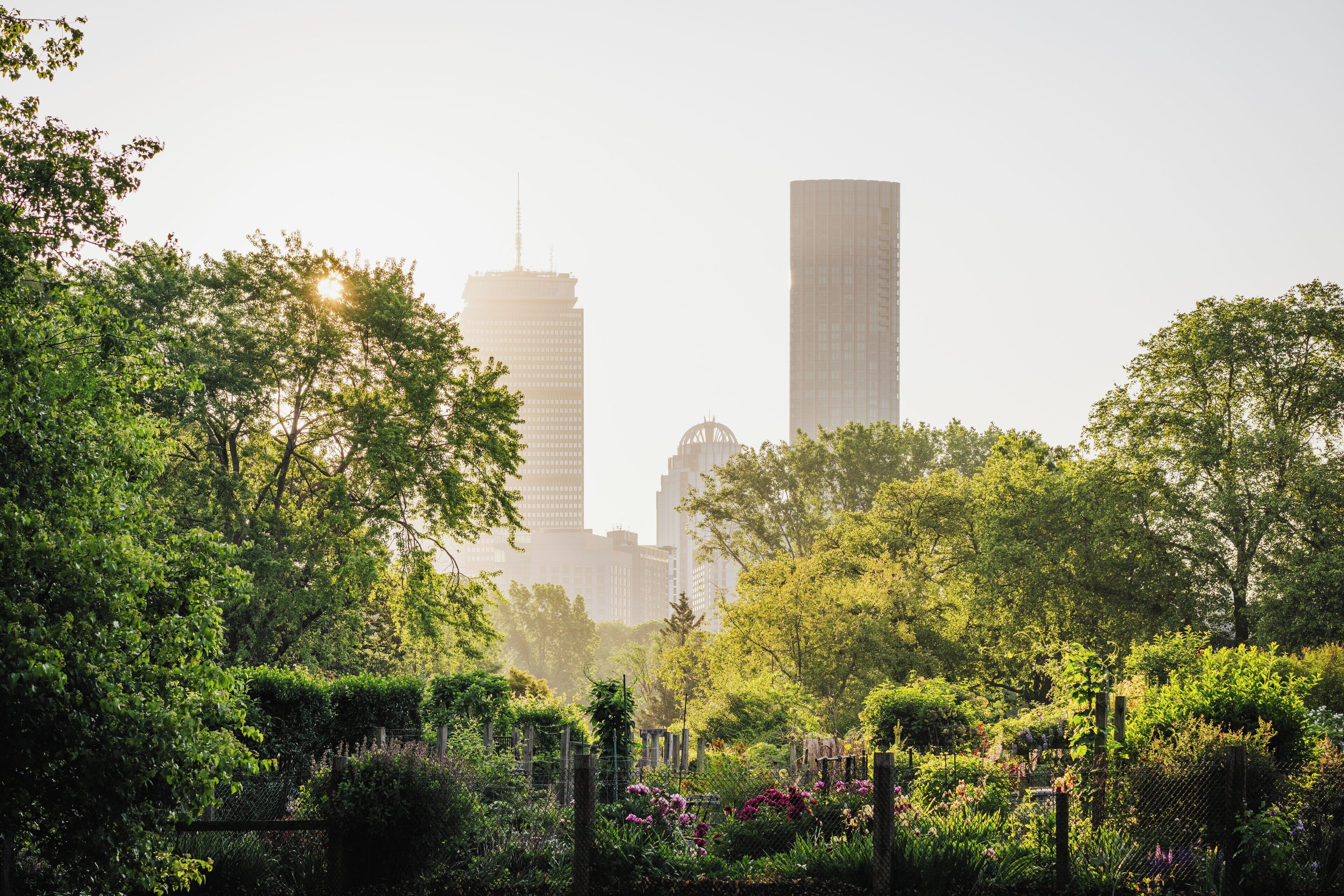 A park with dense greenery and tall buildings in the background.