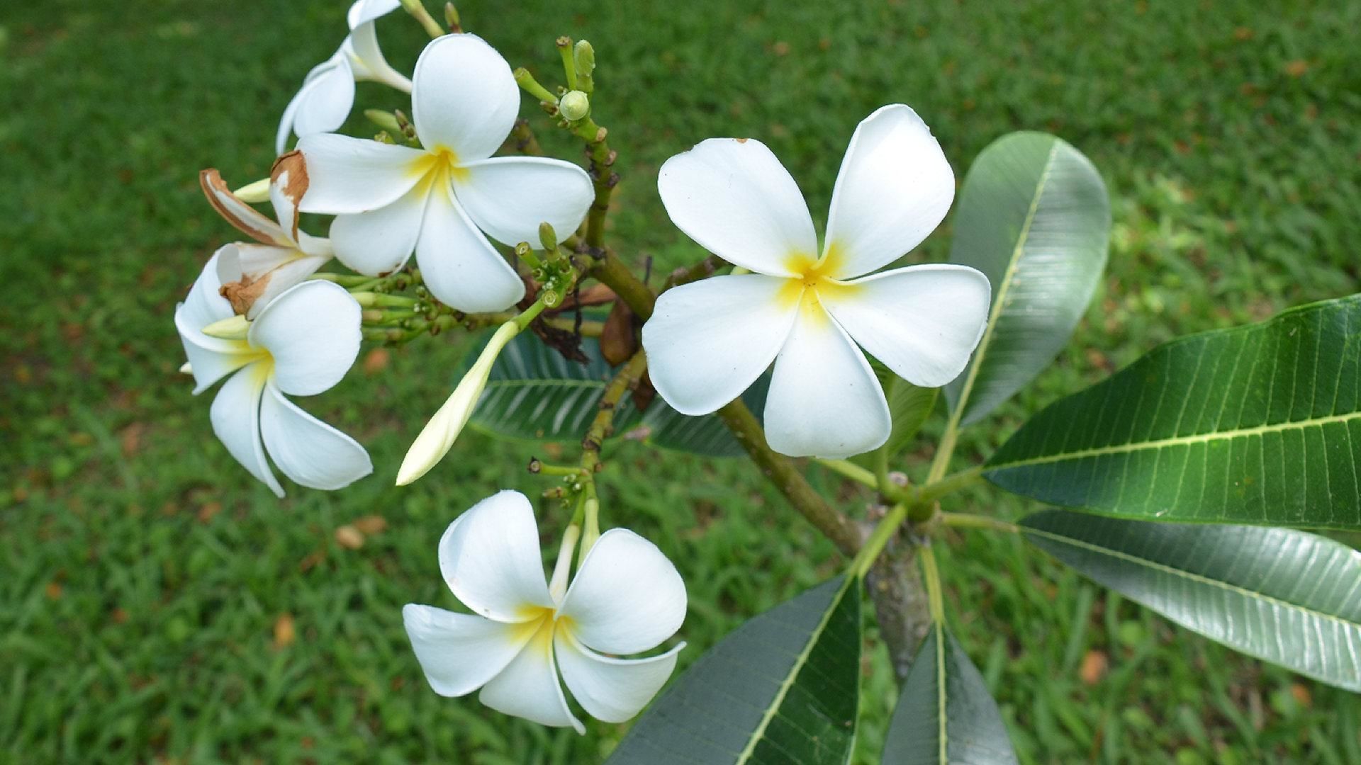 A cluster of white flowers with yellow centers, likely plumeria, on a plant with large green leaves.