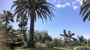 Un jardin agrémenté de palmiers, d’une pelouse verdoyante et de plantes en pot.