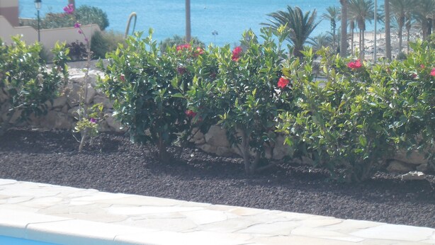 A poolside area with a stone wall, green foliage, and a view of the sea. - Romantic Villa Romeo with private pool, with stunning panoramic views of the (Costa Calma)