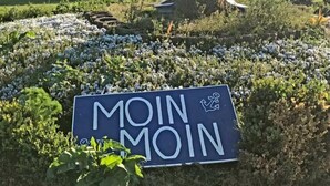 Escultura de um cão numa área gramada, com uma placa que diz 'MOIN MOIN'.