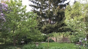 A lush garden with various plants, a brick wall, and a large evergreen tree.