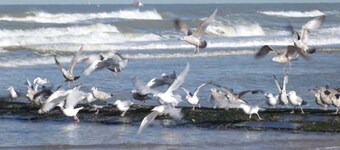 Fisherman Hus i De Haan, bare 600 meter fra stranden, stor hage