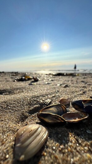 Een strand met kokkels en een persoon in de verte.