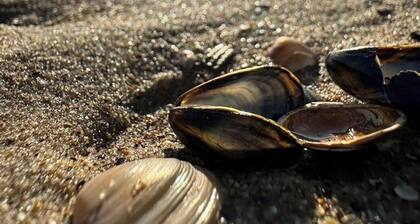 Fischerhaus in De Haan, nur 600 Meter vom Strand, grosser Garten
