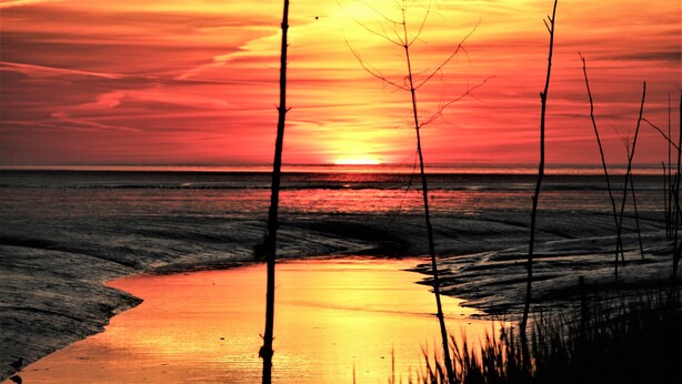 A sunset over a beach with silhouettes of trees and a calm water body reflecting the sky.
