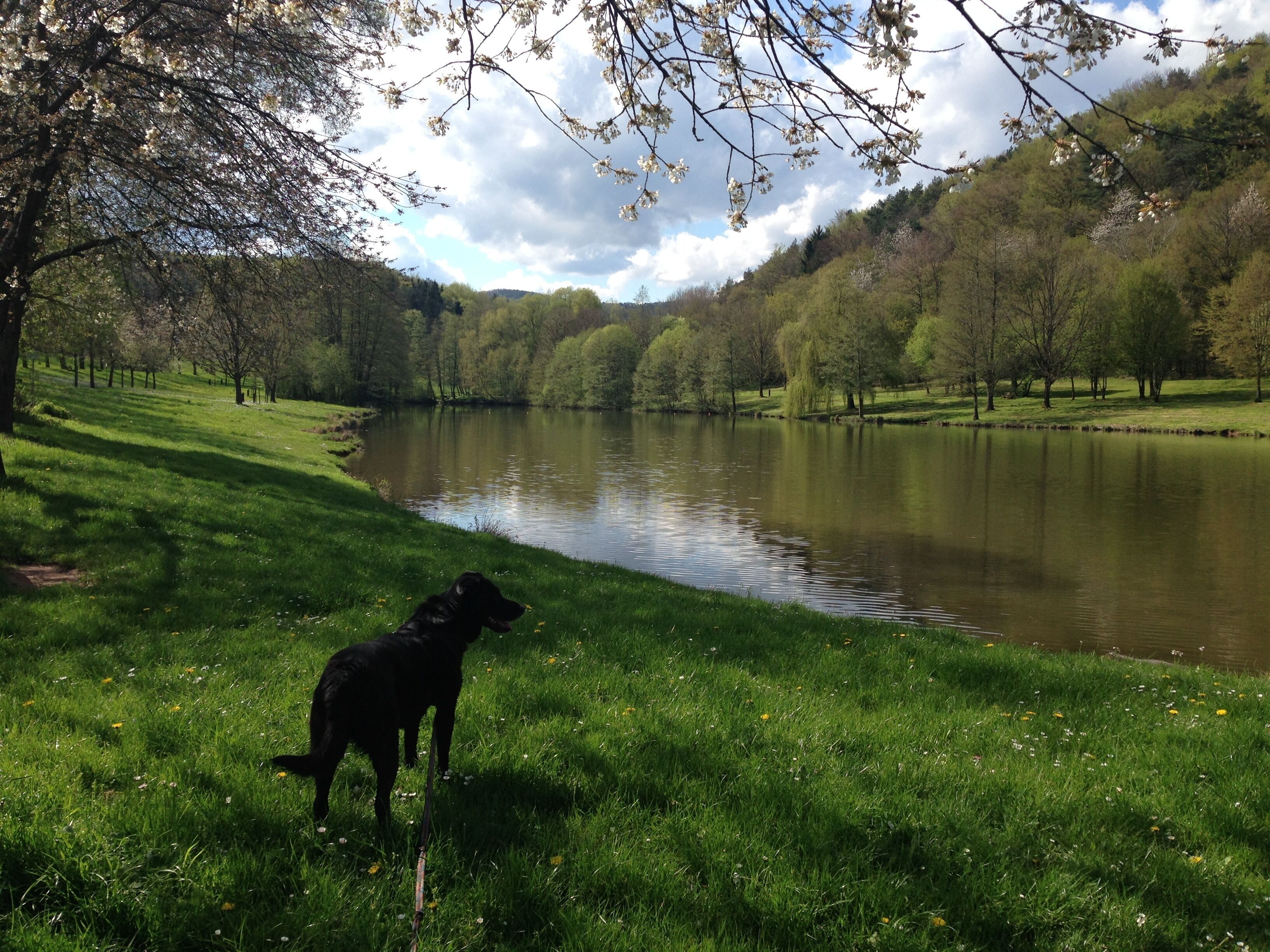 Un chien se trouve sur une berge herbeuse, au bord d’un lac paisible, entouré d’arbres et de collines.