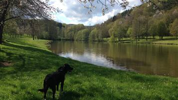 Un chien se trouve sur une berge herbeuse, au bord d’un lac paisible, entouré d’arbres et de collines.