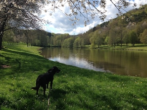 Un chien se trouve sur une berge herbeuse, au bord d’un lac paisible, entouré d’arbres et de collines.