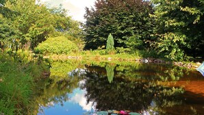 A pond with lily pads and water lilies surrounded by lush greenery. - Holiday house with a private swimming pool and sauna in a rural idyll (Stepenitztal)
