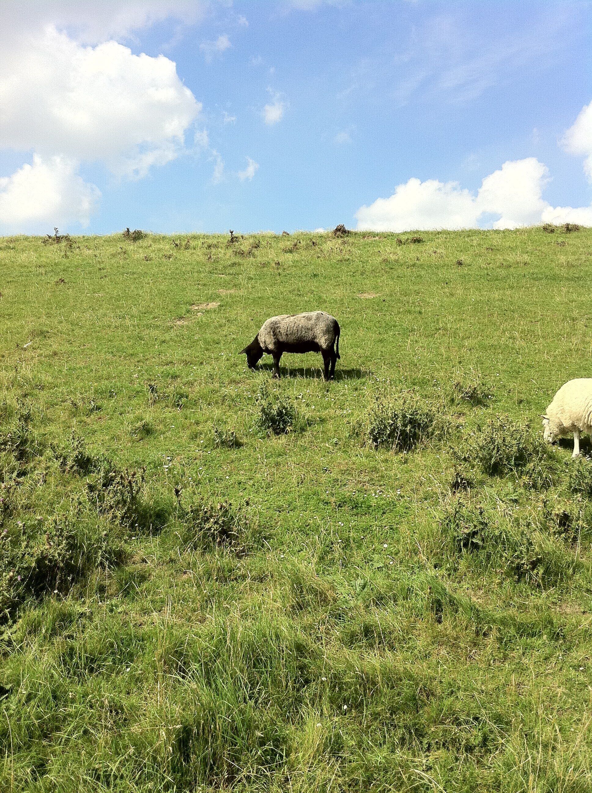 A grassy field with a sheep grazing.